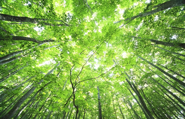 Foresta Menarini 2
